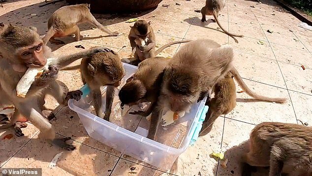حمله وحشتناک میمون های گرسنه به غذا در تایلند