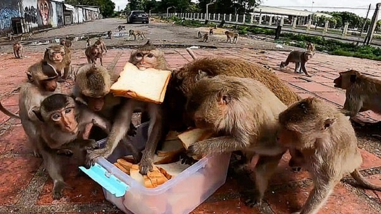حمله وحشتناک میمون های گرسنه به غذا در تایلند