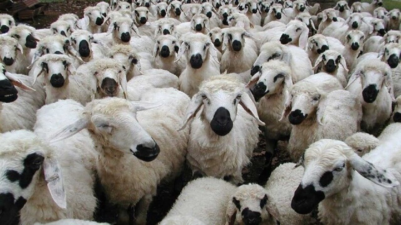 عرضه دام در بورس کالا راهکاری برای کنترل قیمت / قیمت مناسب هر کیلو گوسفند بره 105 هزار تامان نیست