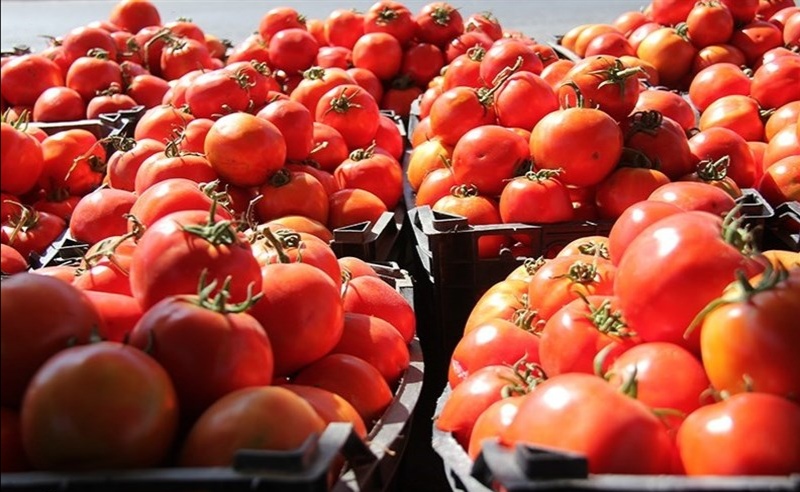 هزینه گوجه فرنگی به 4 هزار تامان می رسد  اخبار فوری