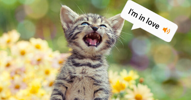 برنامه ای که صدای گربه ها را ترجمه می کند!  |  آخرین خبرها