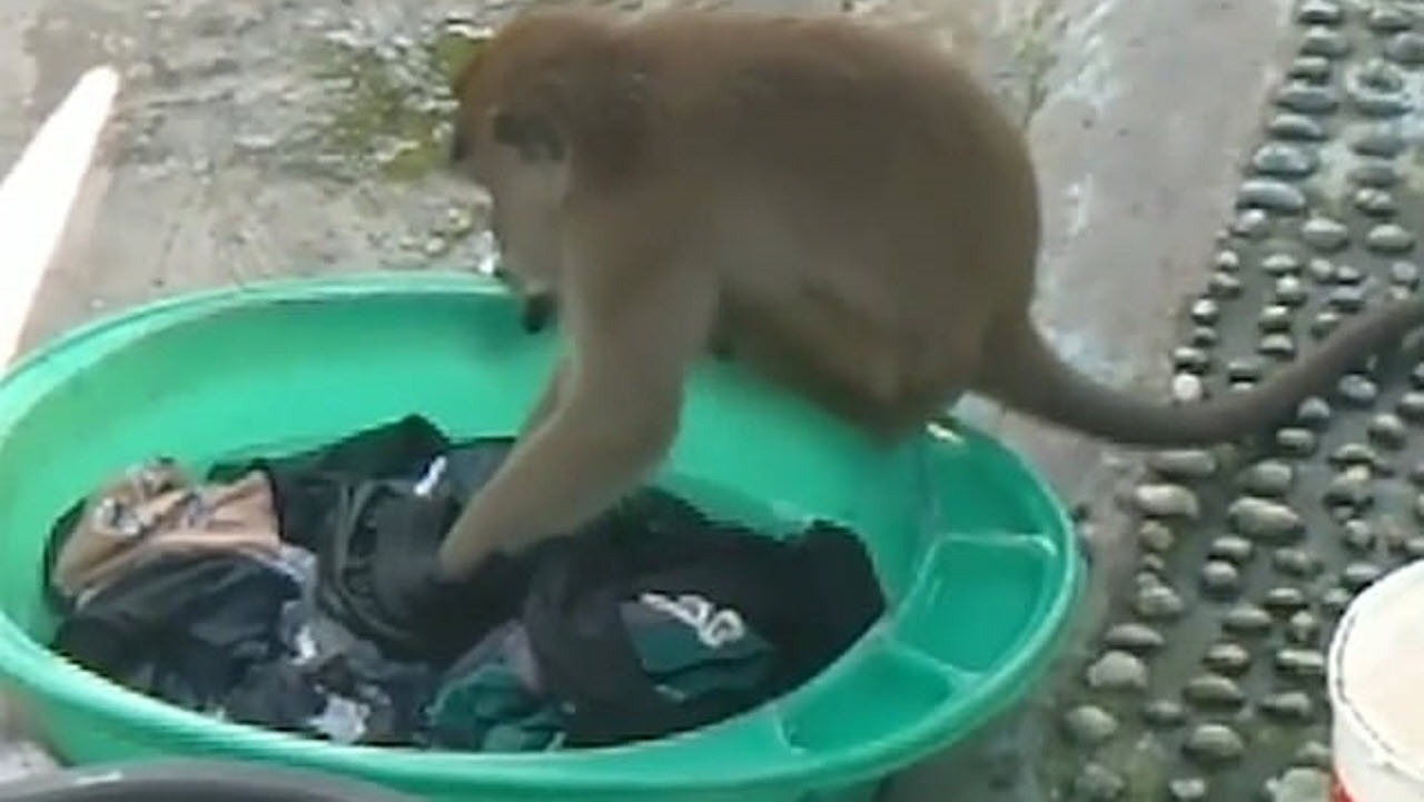 میمون لباس ها را می شوید / فیلم |  آخرین خبرها